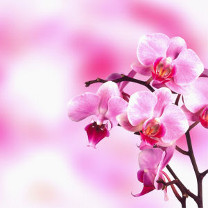 Фотообои на стену цветы Розовая орхидея (flowers-0000034)