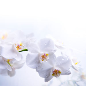 Белая орхидея Фотообои цветов на стену (flowers-0000047)