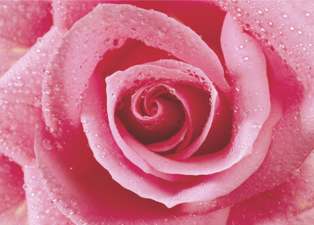 Розовая роза обои на стену с цветами (flowers-0000065)