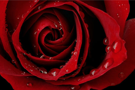 Фото обои цветок Алая, красная роза (flowers-0000071)