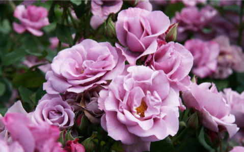 Розовые розы фотообои (flowers-0000169)