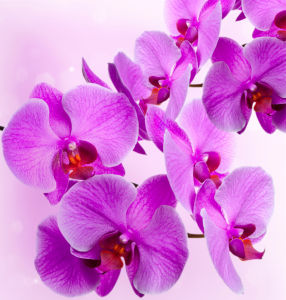 Ветка розовой орхидеи фотообои цветов (flowers-0000279)