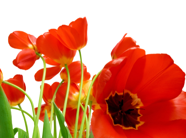 Фото обои для стен красные тюльпаны (flowers-0000597)