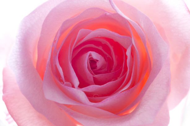Фотообои дымчатая роза (flowers-761)