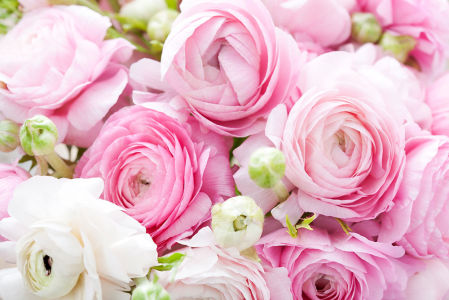 Фотообои белые и розовые розы (flowers-785)