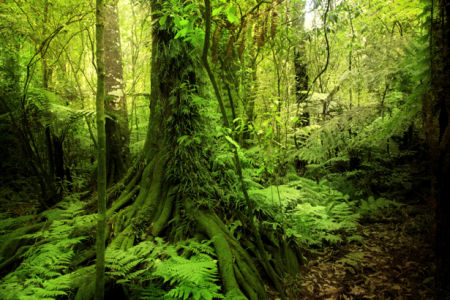 Фотообои старый лес (nature-0000695)