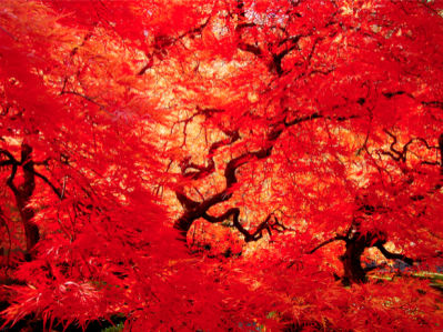 Фотообои яркие красное дерево (nature-00251)