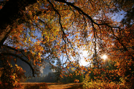 Фотообои лес осенний на закате (nature-00252)