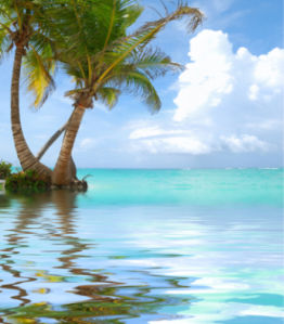 Фотообои море пальмы отражение (sea-0000040)