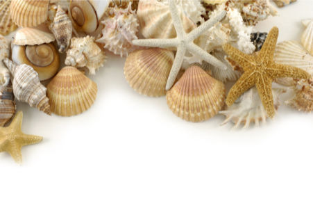 Фотообои - Морские ракушки на белом (underwater-world-00075)