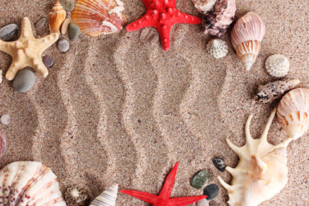 Морские ракушки на песке - фотообои (underwater-world-00095)