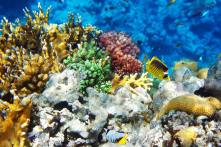 Фотообои в океане кораллы рыбки (underwater-world-00147)