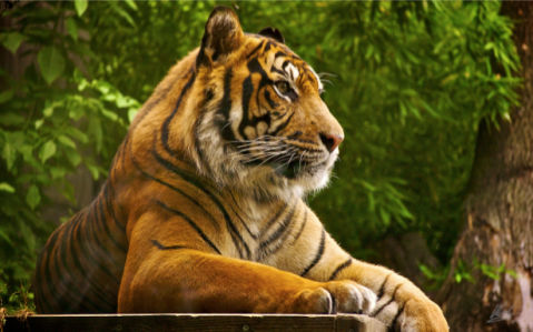 Фотообои тигр охрана (animals-0000008)