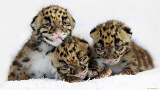 Фотообои малыши леопарда, детеныш (animals-0000075)