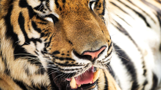 Фотообои тигр фото (animals-0000376)