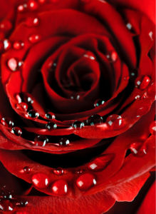 Фотообои цветы на стену фото Алая, красная роза (flowers-0000074)