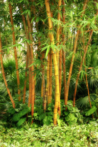 Фотообои в зал Бамбуковый лес (flowers-0000205)