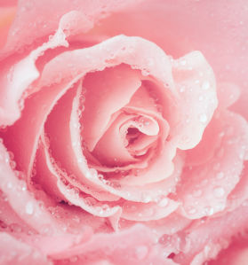 Фотообои роса на лепестках розы (flowers-759)