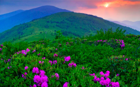 Фотообои с природой горный пейзаж цветы (nature-00051)
