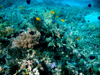 Фотообои кораллы рыбки риф (underwater-world-00040)
