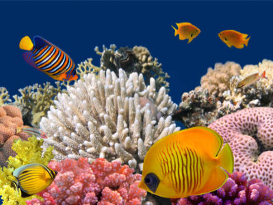 Фотообои в ванную подводный мир моря (underwater-world-00138)