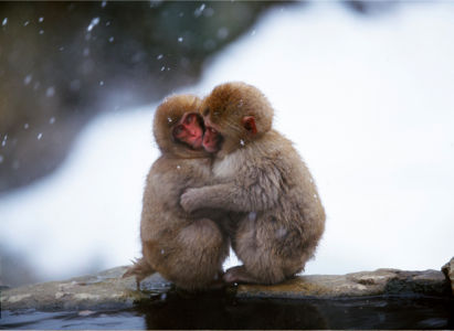 Фотообои обезьяны зимой (animals-0000065)