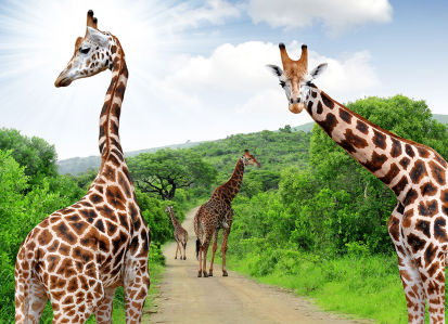 Фотообои Жирафы гуляют (animals-523)