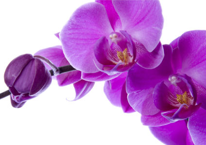 Фото обои цветы Цветущая орхидея (flowers-0000026)