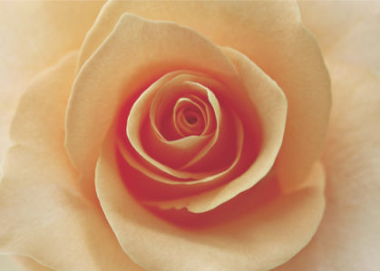 Кремовая роза фотообои на стену цветы (flowers-0000093)