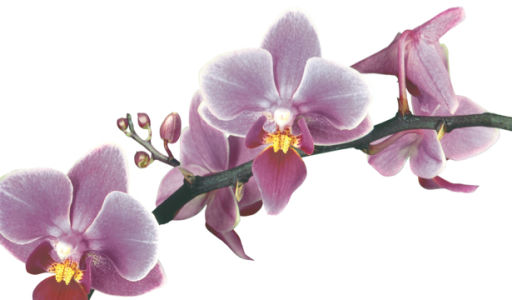 Красивые цветы фотообои орхидеи (flowers-0000234)