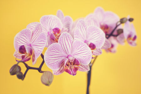 Фото обои цветок Ветка орхидеи (flowers-0000523)