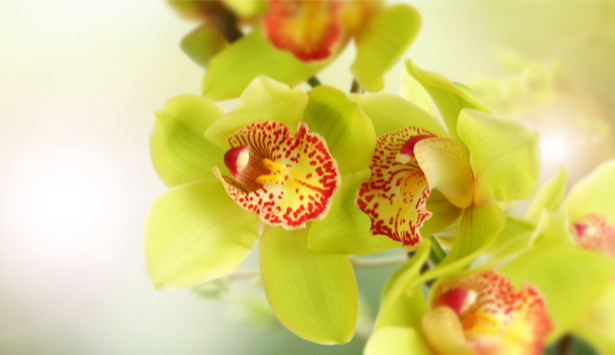 Обои фото цветы желтые орхидеи (flowers-0000555)