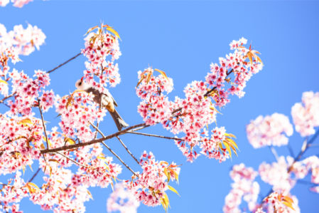 Фотообои ветви сакуры (nature-0000815)