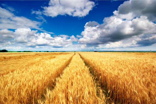 Фотообои перспектива поле пшеница (nature-00336)