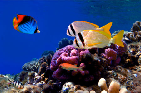 Фотообои ванная море рыба клоун риф (underwater-world-00016)