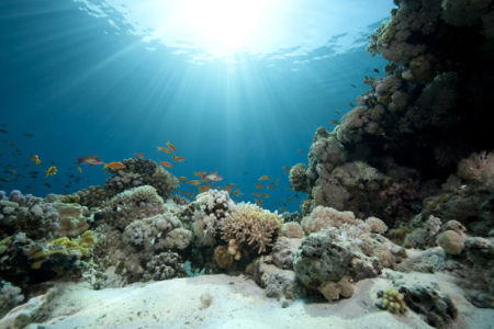 Фотообои подводный мир кораллы 3д (underwater-world-00064)