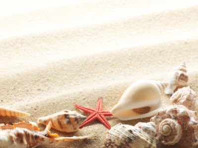 Морские ракушки на песке - Фотообои (underwater-world-00076)