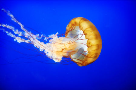 Фотообои для ванны медуза (underwater-world-00206)