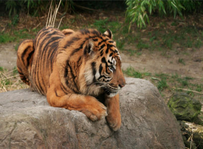 Фотообои на камне тигр (animals-0000046)