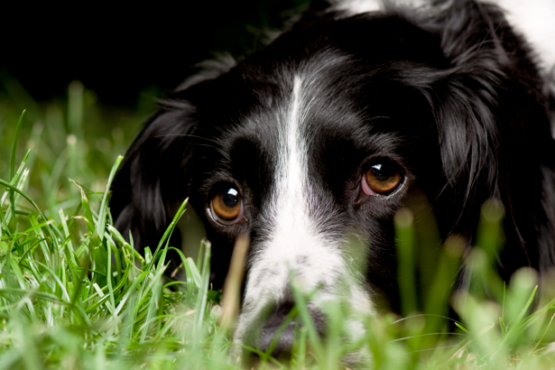 Фотообои собака в траве (animals-0000064)