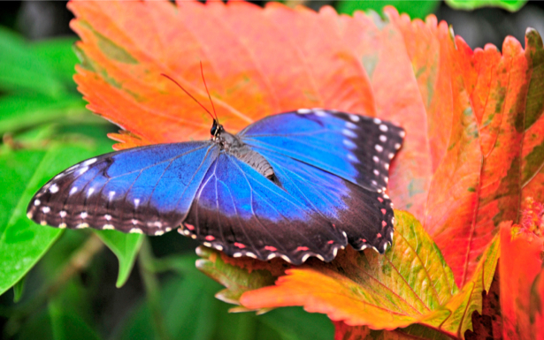 Фотообои с природой бабочка синяя (animals-0000067)