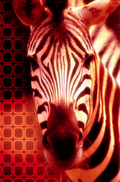 Фотообои зебра дизайн (animals-0000087)