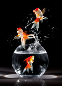 Фотообои золотая рыбка аквариум (animals-0000217)