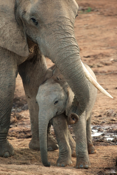 Фотообои слон и слоненок (animals-0000228)