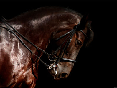 Фотообои красивая лошадь, конь (animals-0000233)