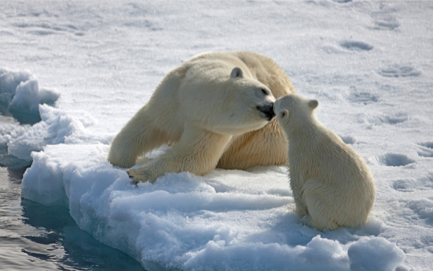 Фотообои белый медведь папа (animals-0000260)