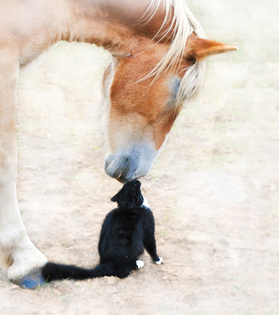 Фотообои лошадь и кот (animals-0000389)