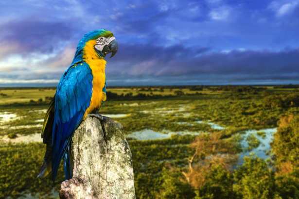 Фотообои попугаи ара и пейзаж (animals-0000498)