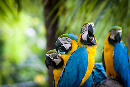 Фотообои Желто-голубые попугаи (animals-532)
