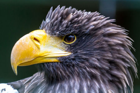 Фотообои Белоплечий Орлан (animals-571)